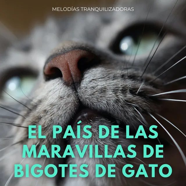 Melodías Tranquilas En El Paraíso De Los Gatos