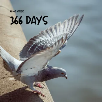 366 Days by Good Vibes