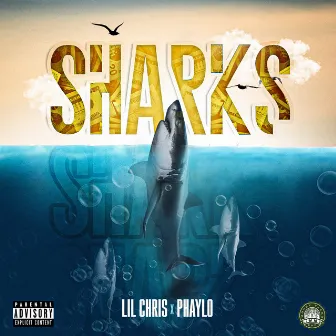 Sharks by Phaylo