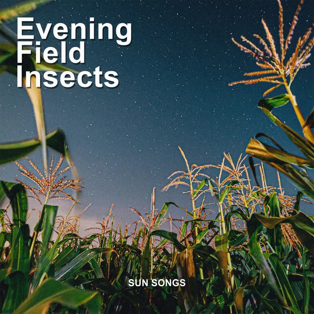 Evening Field Insects