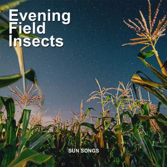 Evening Field Insects by Sun Songs