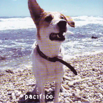 Pacifico by Pacifico