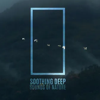 Soothing Deep Sounds of Nature - Calm Your Mind with Morning Birds by Lover of New Age Nature