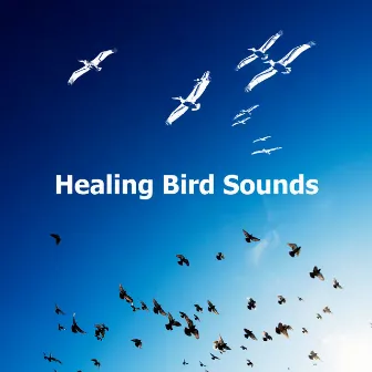 Healing Bird Sounds by Actors of Nature