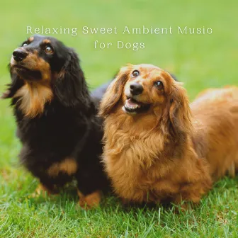 Relaxing Sweet Ambient Music for Dogs by Music For Dogs With Anxiety