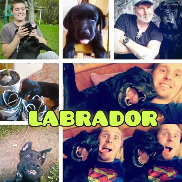 Labrador