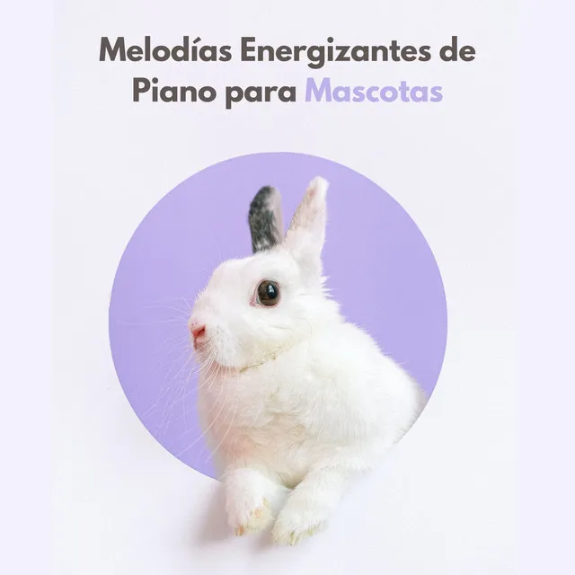 Melodías Energizantes De Piano Para Mascotas