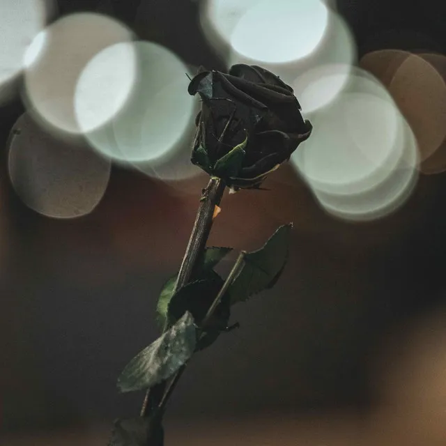 Black Rose