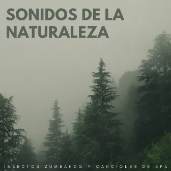 Sonidos De La Naturaleza: Insectos Zumbando Y Canciones De Spa by Musica Spa