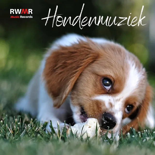 Slaapliedje voor honden