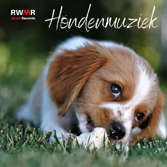 Hondenmuziek - Kalmerende melodieën voor puppy's, diepe ontspanning, pianomuziek, antistressliedjes, slaaptherapie by RW Anti-angstmuziek