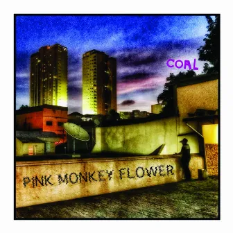 Coal by Pink Monkey Flower