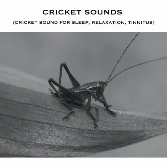 Cricket Sounds (Cricket Sound for Sleep, Relaxation, Tinnitus) by Cricket Sound for Sleep