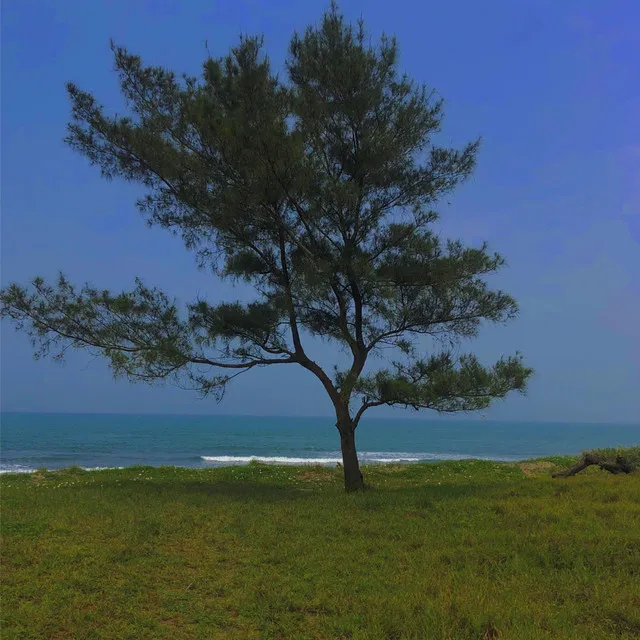 Un pino en la playa