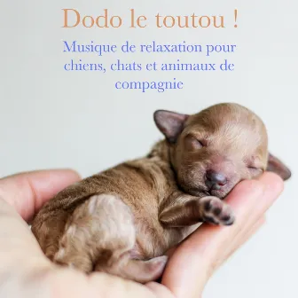 Dodo le toutou! (Musique de relaxation pour chiens, chats et animaux de compagnie) by Musique pour Animaux de Compagnie