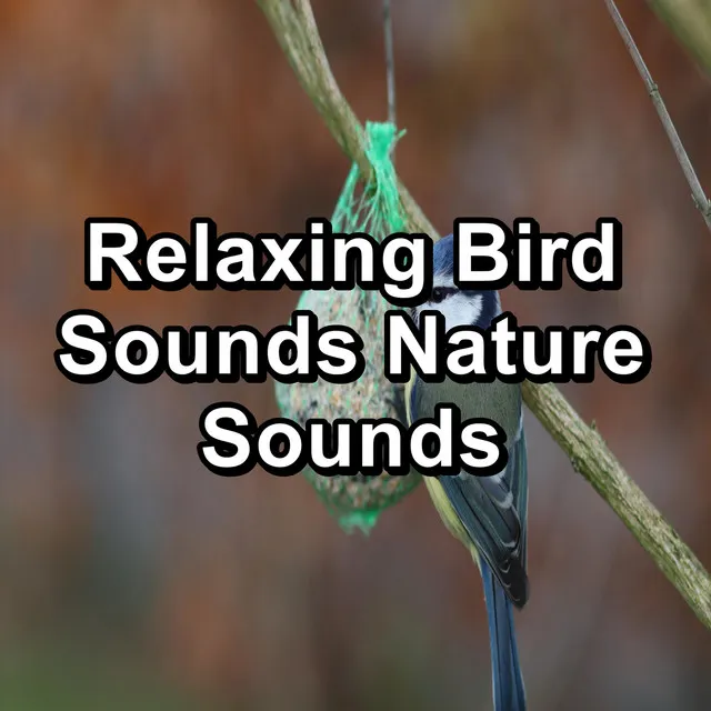 Forest Bird Sounds Stress Relief To Help with Relaxing