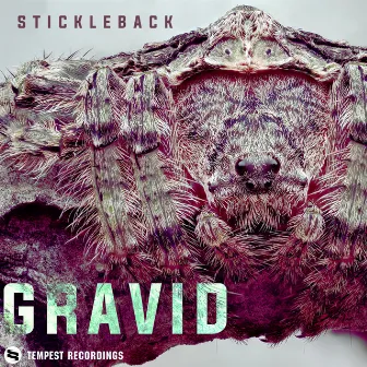 Gravid by Stickleback