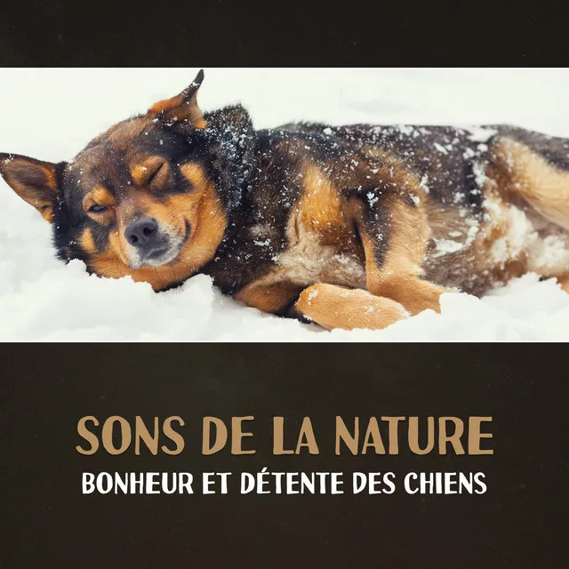 Harmonie pour l'anxiété des chiens