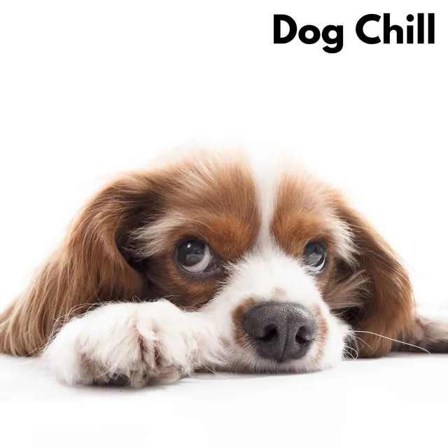 Dog Chill - Loopable, No Fade