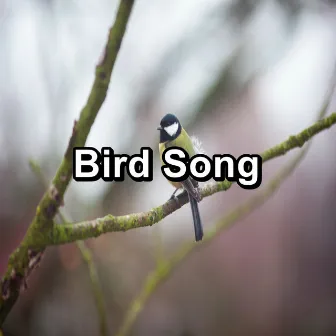 Bird Song by Bird Sounds 2016