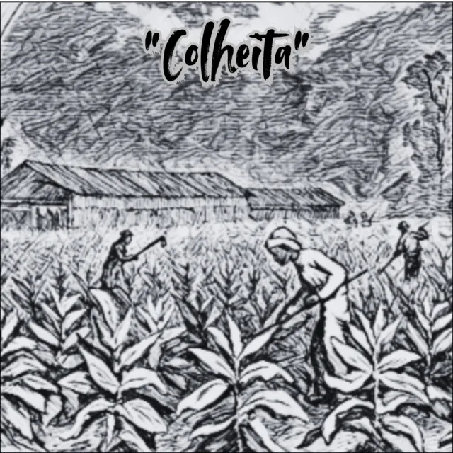 Colheita