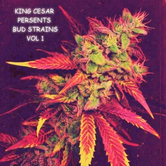 Bud Strains, Vol. 1 (LP) by KING CESAR