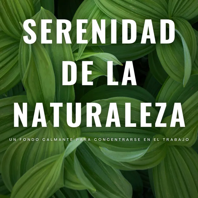 El Silencio De La Naturaleza Trae Calma Interior