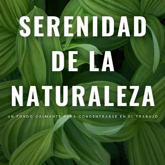 Serenidad De La Naturaleza: Un Fondo Calmante Para Concentrarse En El Trabajo by Colectivo de música de trabajo