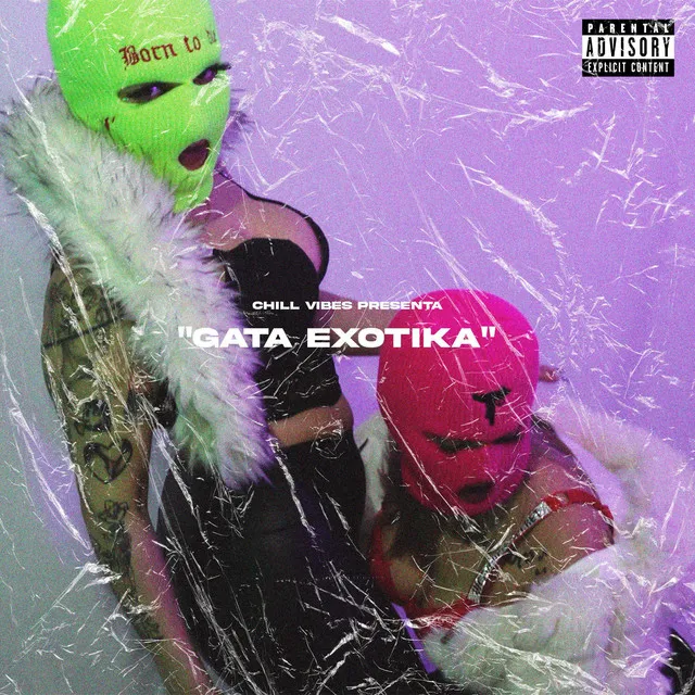 Gata exotika