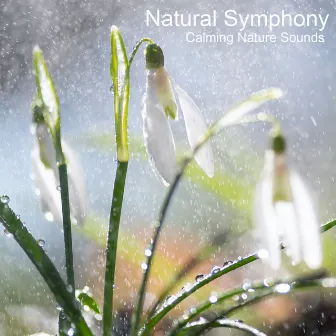 Calming Nature Sounds by Natural Symphony