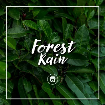 Forest Rain by ASMR