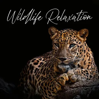 Wildlife Relaxation: Traditional African Music Compilation by Zafari Soundscapes