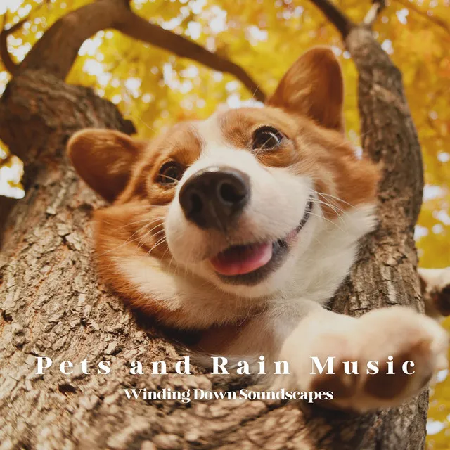 Pets and Rain Music: Winding Down Soundscapes