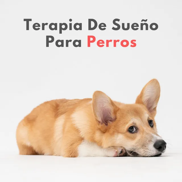 Terapia De Sueño Para Perros