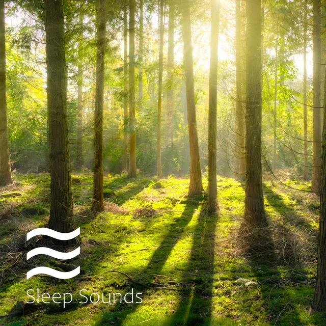 Windy Forest for Calm Sleep