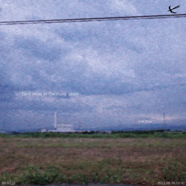 Bird swim in the rainy grass