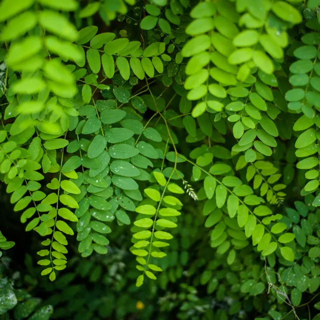 Green Noise and Nature