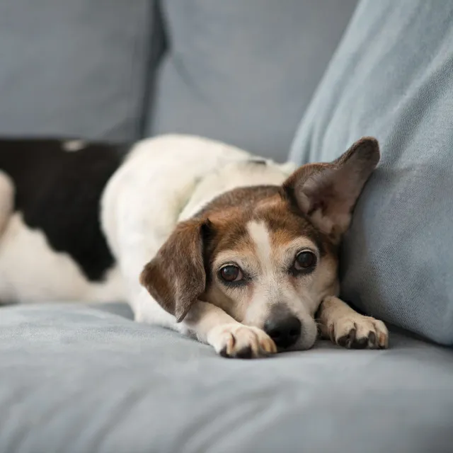 Calm Canine Binaural Oasis: Theta Waves for a Serene Dog Environment