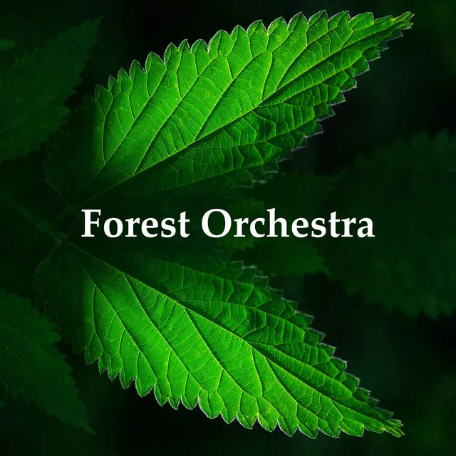 Forest Orchestra