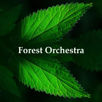 Forest Orchestra by Birds on Television