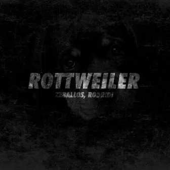 Rottweiler by Zeballos