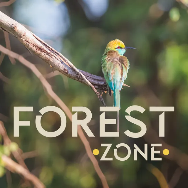 Forest Zone: Morning and Serene Relaxation