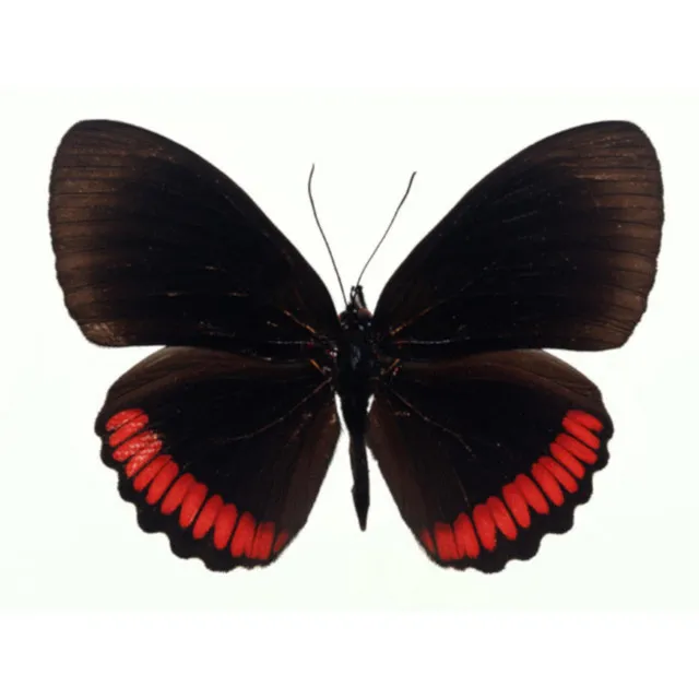 Evanston Nights / Black Butterfly