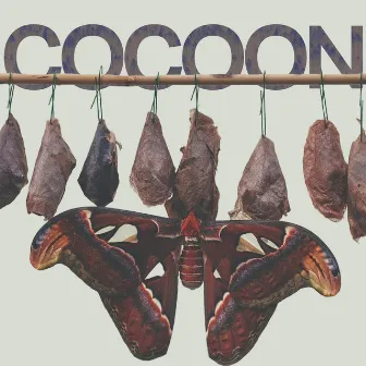 Cocoon by Hayden Kelly