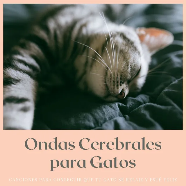 Remedio Contra la Depresión en Gatos