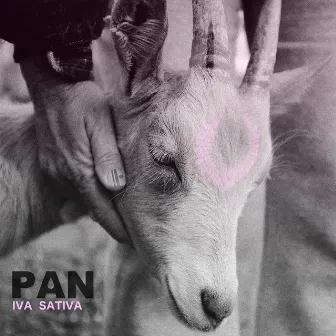 Pan by Iva Sativa