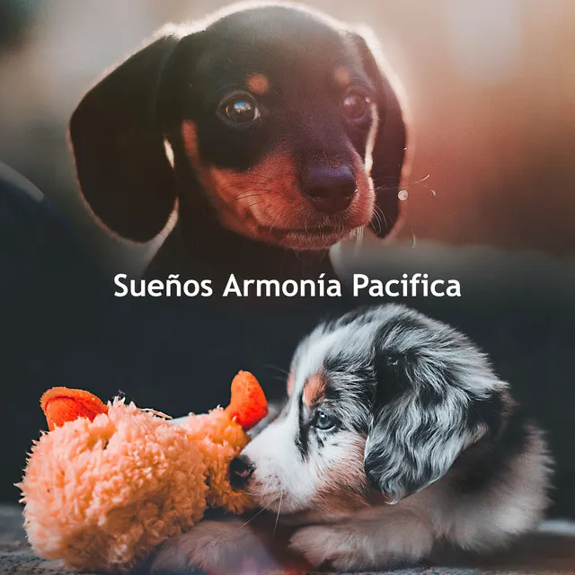 Sueños Armonía Pacifica