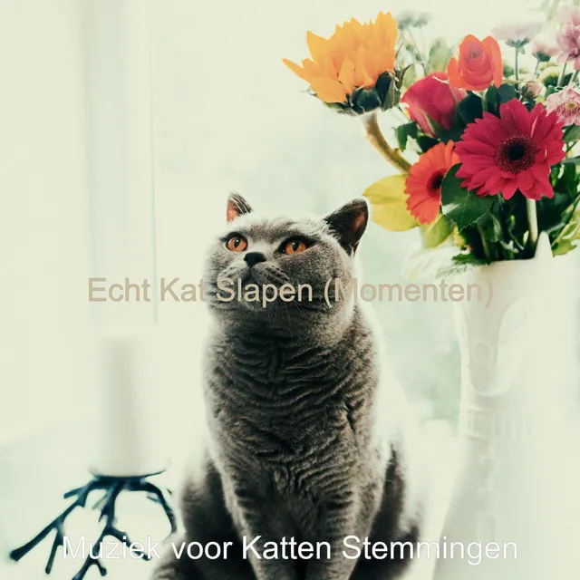 Echt Kat Slapen (Momenten)