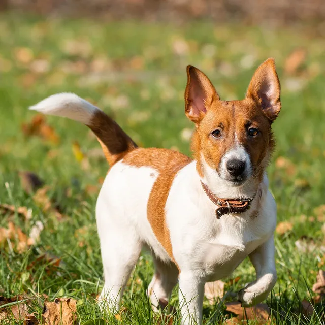 Melodic Tailwaggers: Binaural Sound for Relaxed Dogs