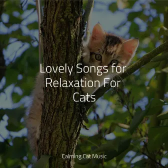 Lovely Songs for Relaxation For Cats by Music for Cats Project